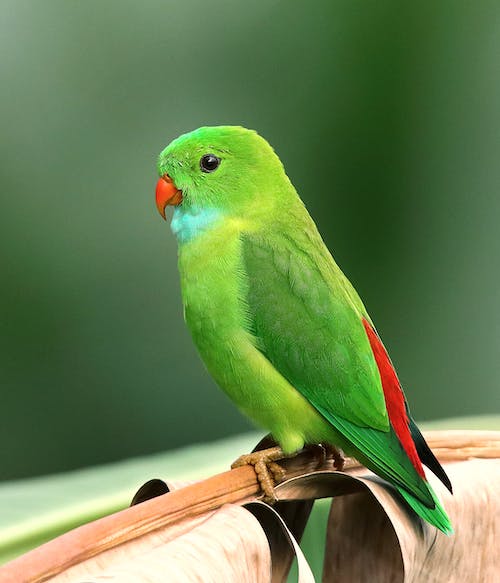 parrot-img